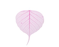 Набор листьев скелетированных (50шт) ярко-розовый
