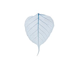 Набор листьев скелетированных (50шт) голубой